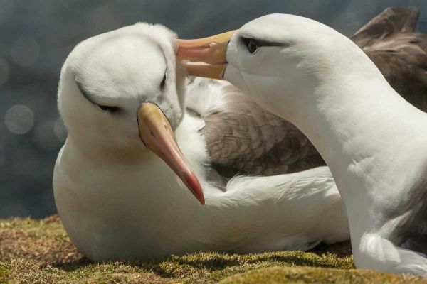 Saunders Island Black-browed albatross courtship